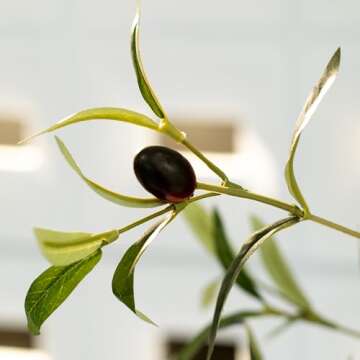 Olive Trees Artificial Indoor 6FT: Fake Tree with Realistic Wood Trunk and Natural Fruits - Faux Olive Tree for Home Office Living Room Garden Floor