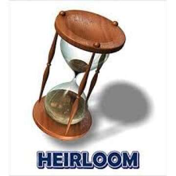 David's Garden Cauliflower Sicilian Violet 50 Non-GMO Seeds