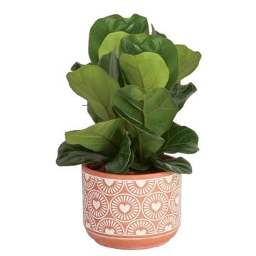 Costa Farms Fiddle Leaf Fig Tree - Stylish Indoor Plant