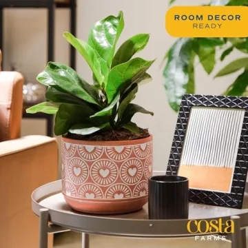 Costa Farms Fiddle Leaf Fig Tree - Stylish Indoor Plant