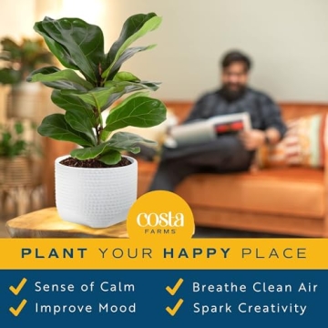 Costa Farms Fiddle Leaf Fig Tree - Stylish Indoor Plant