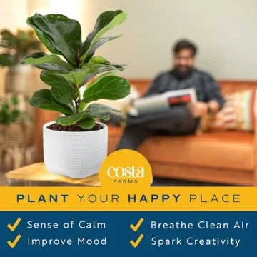 Costa Farms Fiddle Leaf Fig Tree - Stylish Indoor Plant