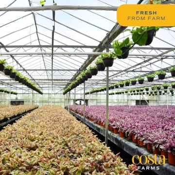 Costa Farms Fiddle Leaf Fig Tree - Stylish Indoor Plant