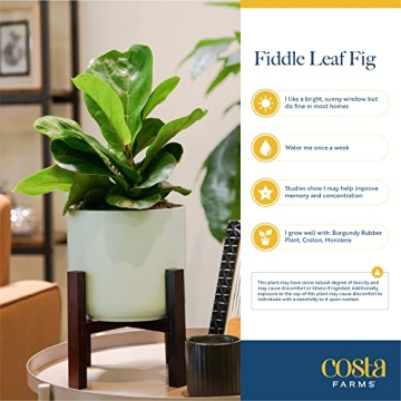 Costa Farms Fiddle Leaf Fig Tree - Stylish Indoor Plant