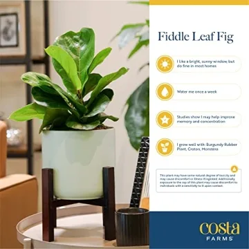Costa Farms Fiddle Leaf Fig Tree - Stylish Indoor Plant