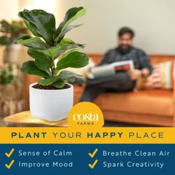 Costa Farms Fiddle Leaf Fig Tree - Stylish Indoor Plant