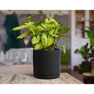D'vine Dev Set of 2 Plants Pots, 6 Inch Ceramic Planter Pot for Plants with Drainage Hole and Saucer, Black, 94-V-C-2