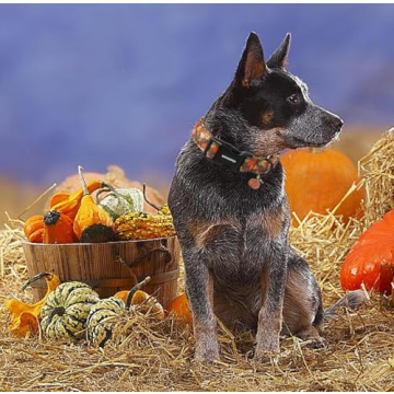 Stylish DOGWONG Fall Pumpkin Dog Collar for All Dogs