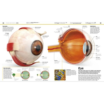 Engaging Anatomy Encyclopedia for Kids | Knowledge Human Body