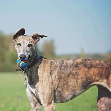 Chuck It Dog (3 Pack) Ultra Squeaker Ball, Large, All Breed Sizes