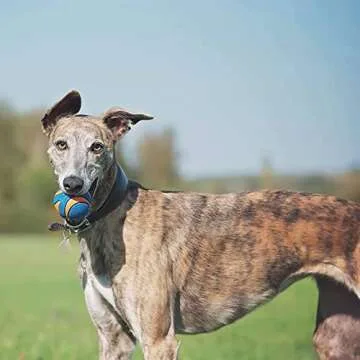 Chuck It Dog (3 Pack) Ultra Squeaker Ball, Large, All Breed Sizes