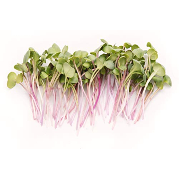 Rainbow Radish Sprouting Seeds Mix for Flavorful Microgreens