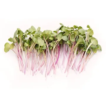 Rainbow Radish Sprouting Seeds Mix for Flavorful Microgreens