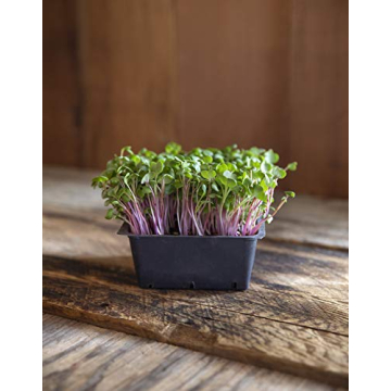 Rainbow Radish Sprouting Seeds Mix for Flavorful Microgreens
