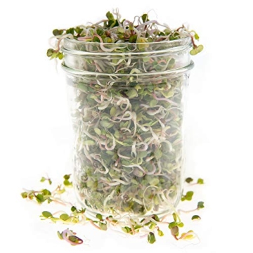 Rainbow Radish Sprouting Seeds Mix for Flavorful Microgreens