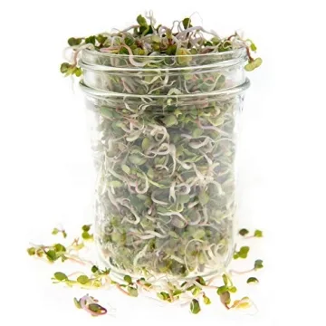 Rainbow Radish Sprouting Seeds Mix for Flavorful Microgreens