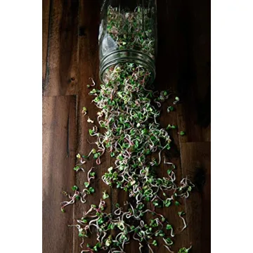 Rainbow Radish Sprouting Seeds Mix for Flavorful Microgreens