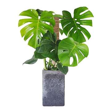 BERNIE ANSEL 4 Pack 15 Inch Moss Pole - Coir Totem Pole for Plant Support Extension,Stackable Coco Plant Support Pole for Climbing Plants - Support Plants to Grow Upwards