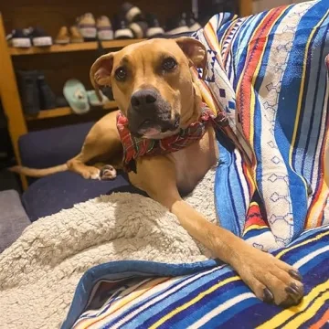 UKELER Boho Sherpa Throw - Plush Stylish Blanket for All