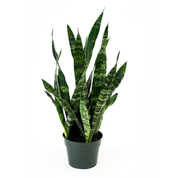 Burpee Snake Plant - Easy Care Indirect Light Indoor Plant