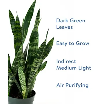 Burpee Snake Plant - Easy Care Indirect Light Indoor Plant