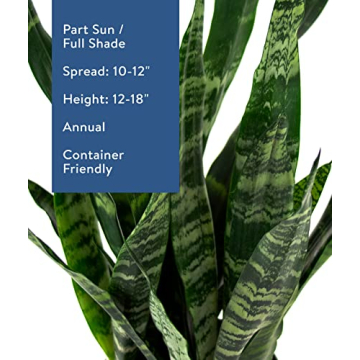 Burpee Snake Plant - Easy Care Indirect Light Indoor Plant
