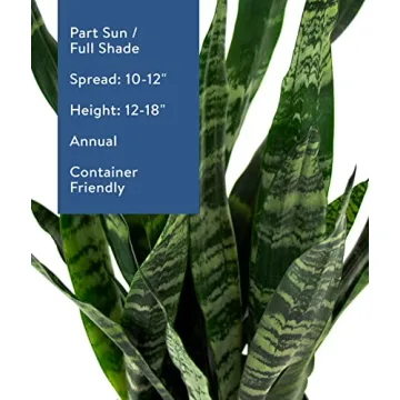 Burpee Snake Plant - Easy Care Indirect Light Indoor Plant