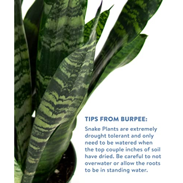 Burpee Snake Plant - Easy Care Indirect Light Indoor Plant
