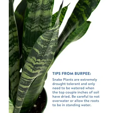 Burpee Snake Plant - Easy Care Indirect Light Indoor Plant