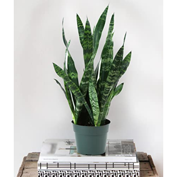 Burpee Snake Plant - Easy Care Indirect Light Indoor Plant