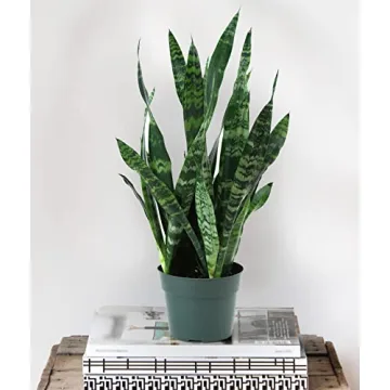 Burpee Snake Plant - Easy Care Indirect Light Indoor Plant