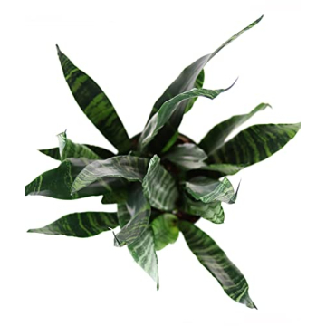 Burpee Snake Plant - Easy Care Indirect Light Indoor Plant