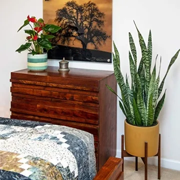 Burpee Snake Plant - Easy Care Indirect Light Indoor Plant