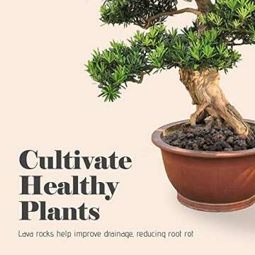 Bonsai Jack - Black 1/4 inch Horticultural Lava Rock Soil Additive for Cacti, Succulents and Plants - No Dyes or Chemicals - 100% Pure Volcanic Rock (1 Gallon)