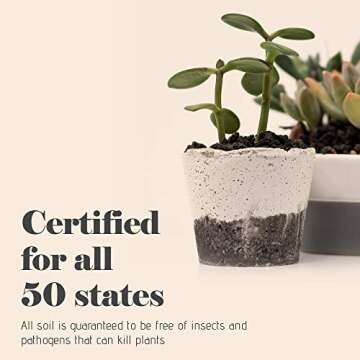 Bonsai Jack - Black 1/4 inch Horticultural Lava Rock Soil Additive for Cacti, Succulents and Plants - No Dyes or Chemicals - 100% Pure Volcanic Rock (1 Gallon)