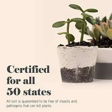 Bonsai Jack - Black 1/4 inch Horticultural Lava Rock Soil Additive for Cacti, Succulents and Plants - No Dyes or Chemicals - 100% Pure Volcanic Rock (1 Gallon)