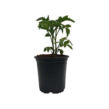 Durable Viagrow Plastic Nursery Trade Pots - 20-Pack
