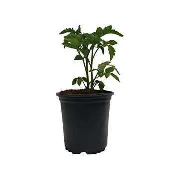 Durable Viagrow Plastic Nursery Trade Pots - 20-Pack