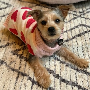 Stylish KYEESE Winter Sweater with Leash Hole for Dogs