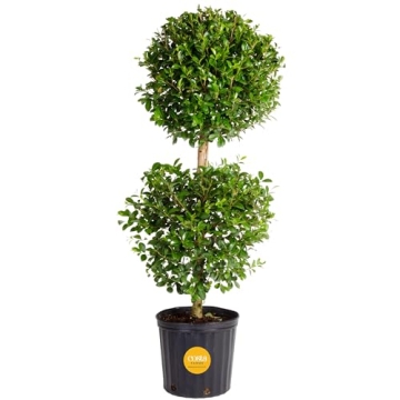 Costa Farms 2-Ball Eugenia Topiary Live Indoor Plant, Potted in Nursery Plant Pot, Indoor Outdoor Ho...