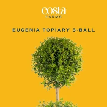 Costa Farms 2-Ball Eugenia Topiary Live Indoor Plant, Potted in Nursery Plant Pot, Indoor Outdoor Home and Patio Decor, 42-Inches Tall