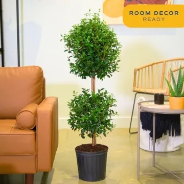 Costa Farms 2-Ball Eugenia Topiary Live Indoor Plant, Potted in Nursery Plant Pot, Indoor Outdoor Home and Patio Decor, 42-Inches Tall