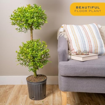 Costa Farms 2-Ball Eugenia Topiary Live Indoor Plant, Potted in Nursery Plant Pot, Indoor Outdoor Home and Patio Decor, 42-Inches Tall
