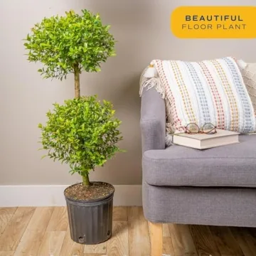 Costa Farms 2-Ball Eugenia Topiary Live Indoor Plant, Potted in Nursery Plant Pot, Indoor Outdoor Home and Patio Decor, 42-Inches Tall