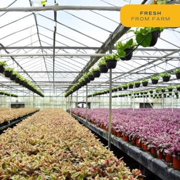 Costa Farms 2-Ball Eugenia Topiary Live Indoor Plant, Potted in Nursery Plant Pot, Indoor Outdoor Home and Patio Decor, 42-Inches Tall