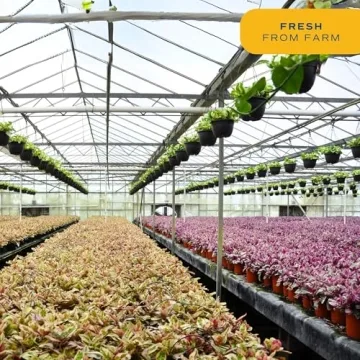 Costa Farms 2-Ball Eugenia Topiary Live Indoor Plant, Potted in Nursery Plant Pot, Indoor Outdoor Home and Patio Decor, 42-Inches Tall