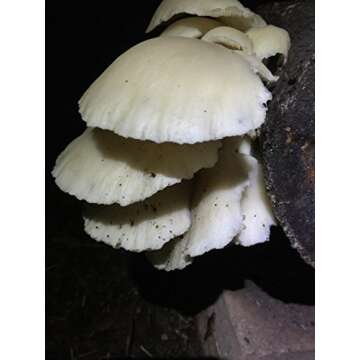 2funguys 12" Mushroom Log for DIY Oyster Mushroom Growing