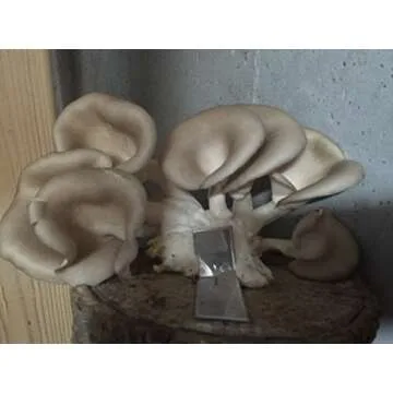 2funguys 12" Mushroom Log for DIY Oyster Mushroom Growing