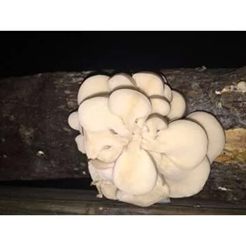 2funguys 12" Mushroom Log for DIY Oyster Mushroom Growing