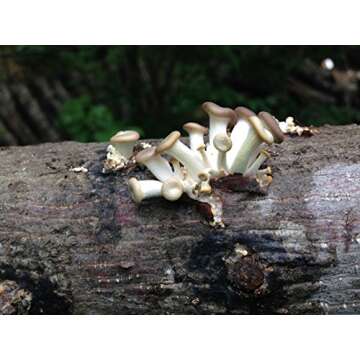 2funguys 12" Mushroom Log for DIY Oyster Mushroom Growing